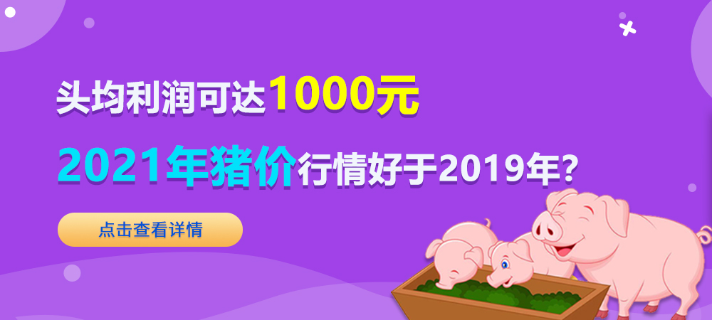 头均利润可达1000元！2021年猪价行情好于2019年？