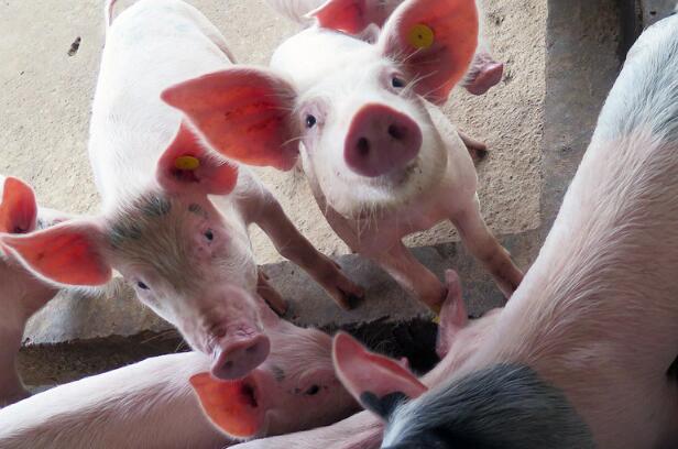 养猪户变身“风控家” 猪肉市场的春节保卫战