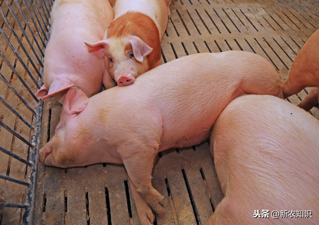 冬季猪场管理措施，养猪场管理坚持这8点，让你的猪安全过冬
