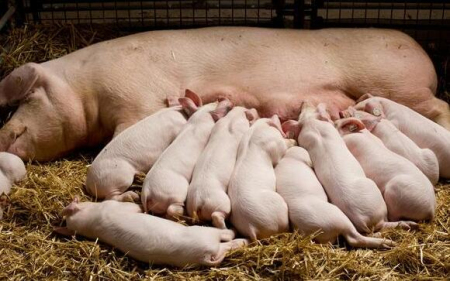 产子数、一胎后配种发情率，三元母猪与二元母猪差距有多大？