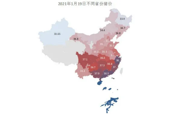 生猪均价超35元/公斤