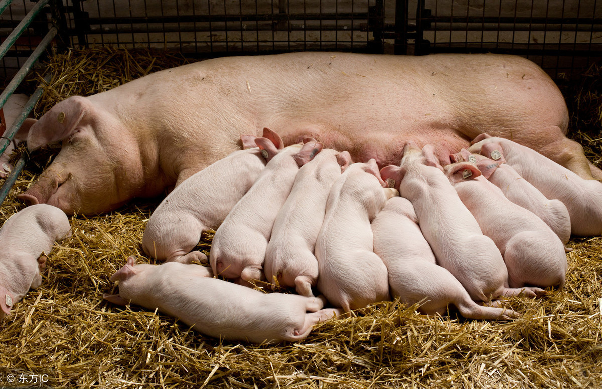 母猪一般不生病，生起病来要猪命：治疗母猪常见疾病的十个妙方