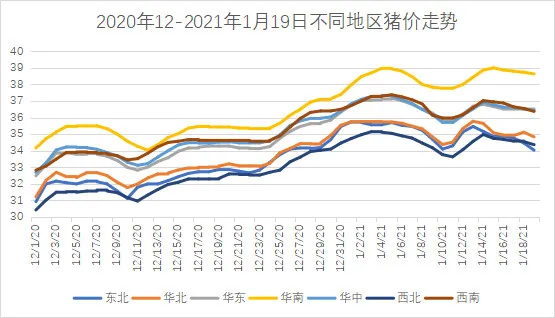生猪均价超35元/公斤