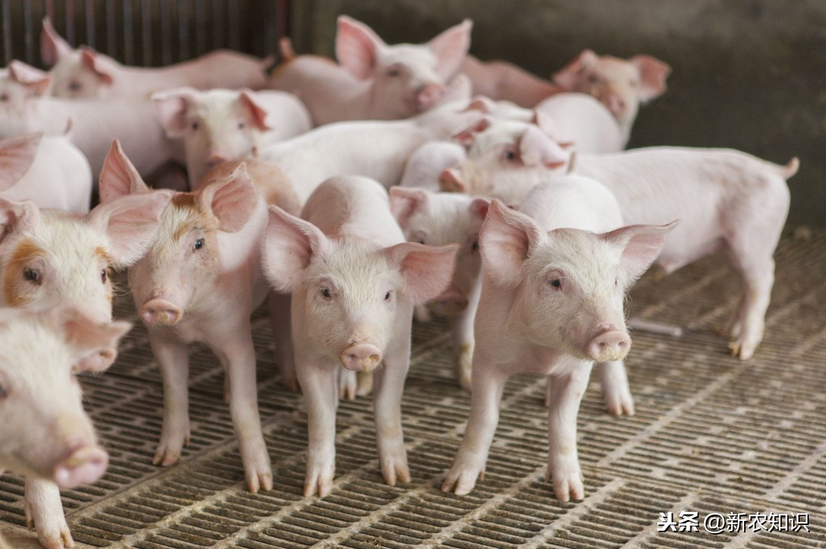 冬季猪场管理措施，养猪场管理坚持这8点，让你的猪安全过冬