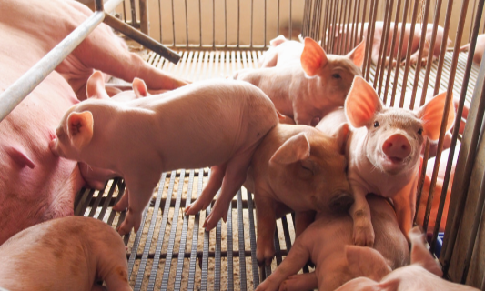 生猪产能恢复≠出栏量！这4件事，在2021年养猪你得知道一下
