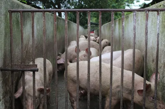 越南平阳省一个农场里等待运输的猪