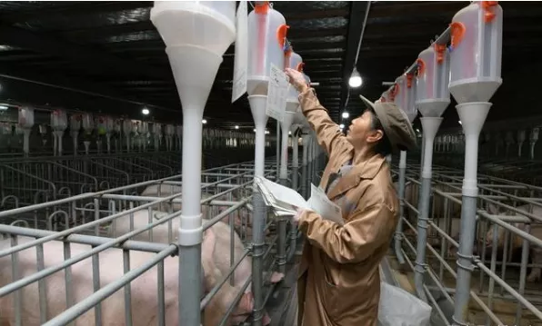养猪产业的未来变化
