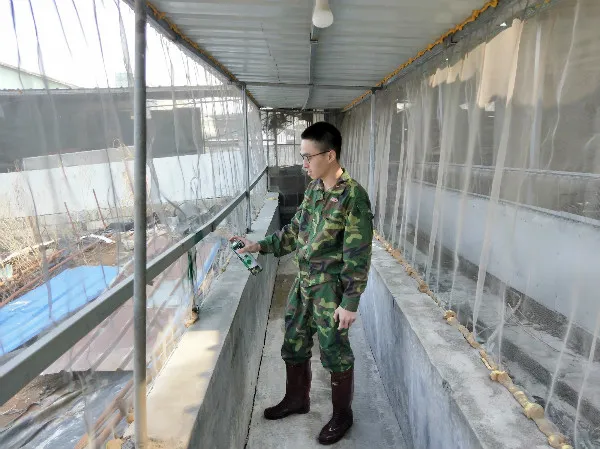 来自猪场一线