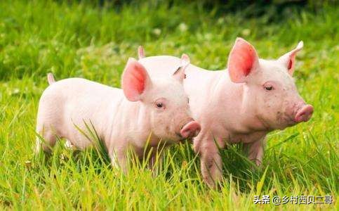 猪场生物安全与废弃物无害化处理，猪场的生物安全措施
