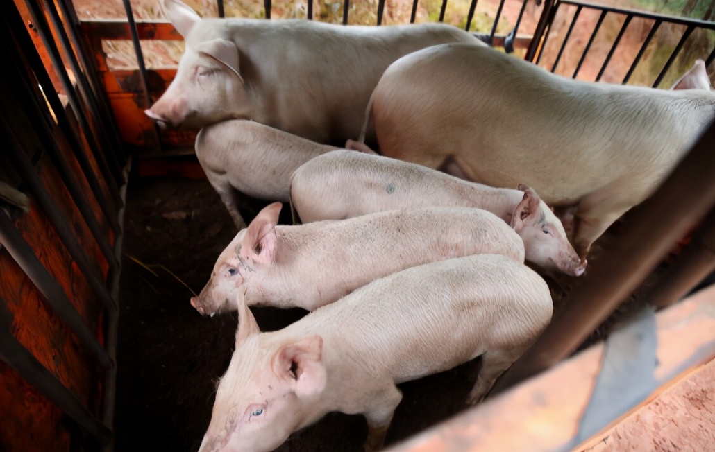 生猪产能恢复≠出栏量！这4件事，在2021年养猪你得知道一下