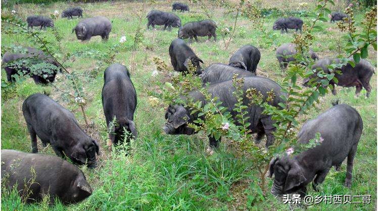 猪场生物安全与废弃物无害化处理，猪场的生物安全措施