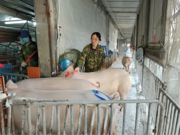 来自猪场一线