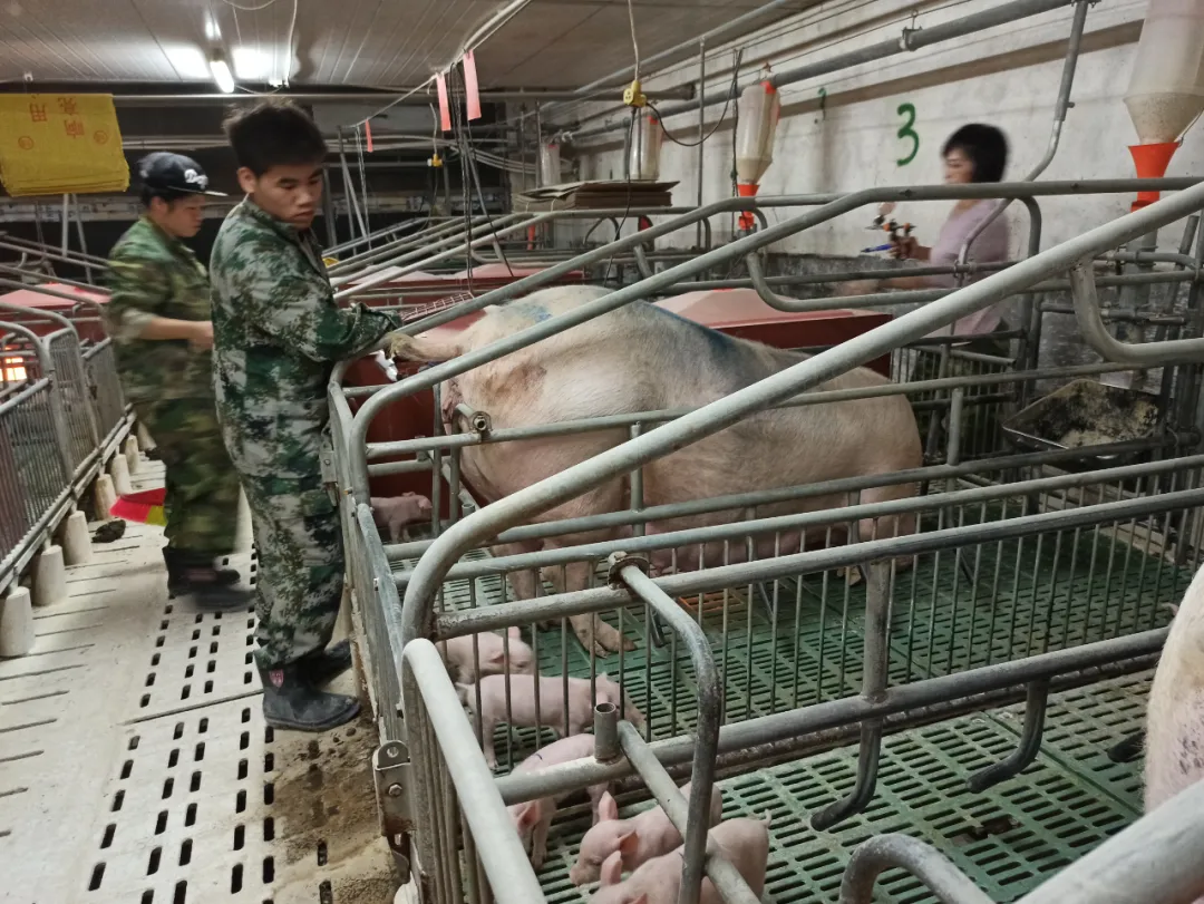 来自猪场一线