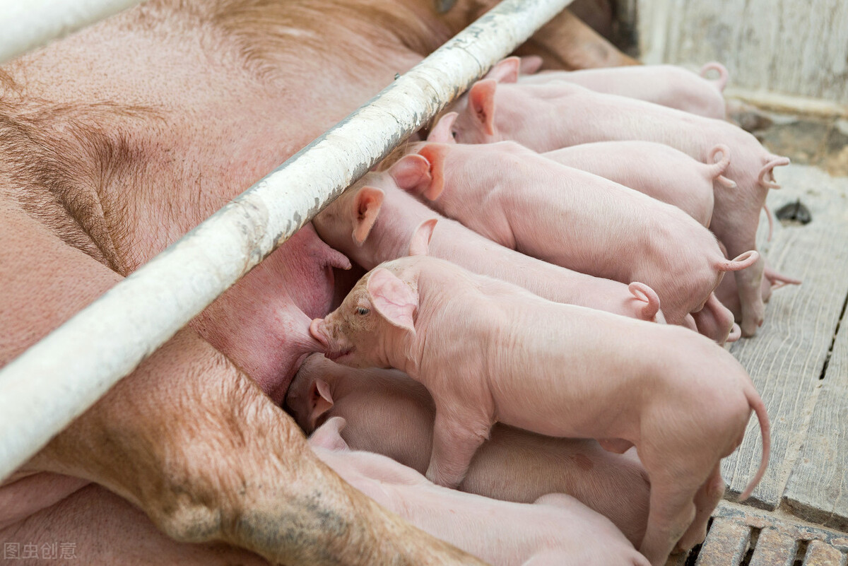 母猪产前有何征兆？老兽医教你判断母猪预产期，下猪也能睡好觉