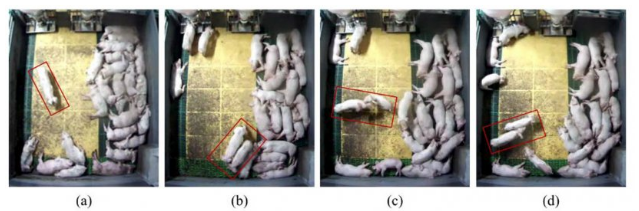 图像分析猪的行为