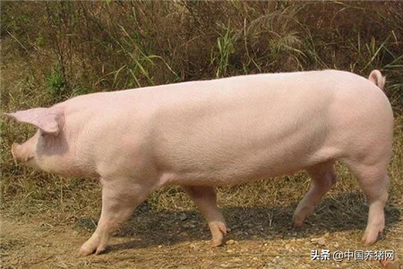 非洲猪瘟详解：基本特性、传播、诊断、疫苗、生物安全？