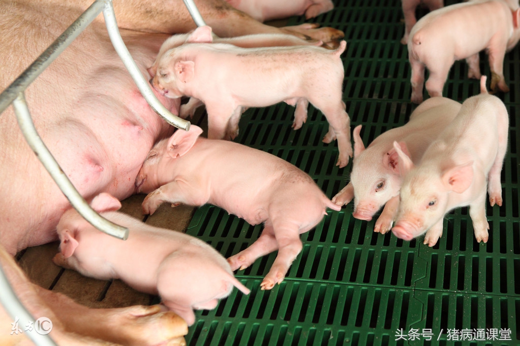 妊娠母猪料和哺乳母猪料到底有什么不同？