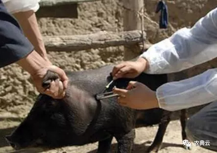 兽用疫苗接种不能马虎：接种的基本原则、接种方法、使用前准备必须搞清楚