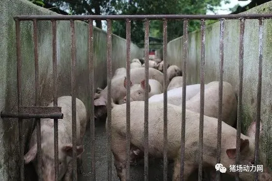 越南平阳省一个农场里等待运输的猪