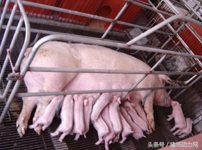 把握好母猪产后的这11大疾病，是养好母猪的关键