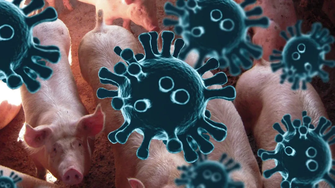 猪冠状病毒最新基础概述！在猪身上主要会引起这五种疾病！