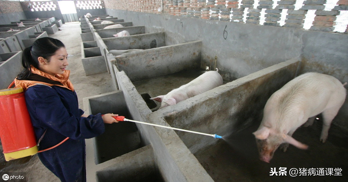 十个预防非瘟的办法，看看你的猪场在用吗？