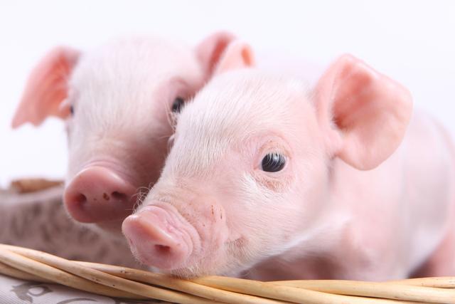 2021年01月28日全国各省市15公斤仔猪价格行情报价，仔猪缓缓上行两个月再次冲高，现在补栏在高价区