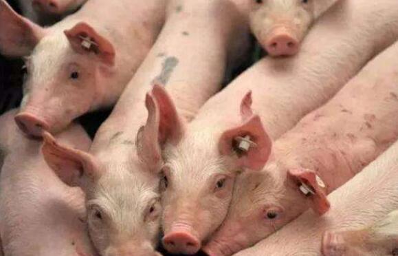 湖南常德：去年生猪存栏290.67万头，出栏384.79万头