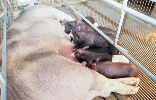 母猪在猪场是重中之重，母猪的产前保健及产后护理