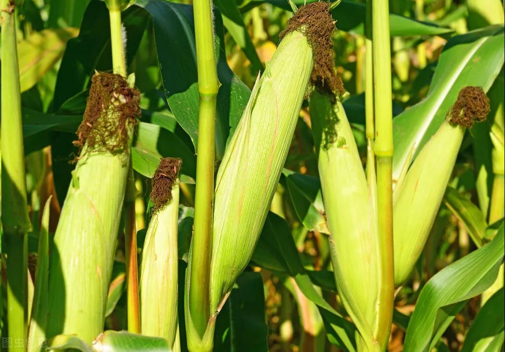 2021年玉米病虫害发生几率增大！农业农村部部署“虫口夺粮”行动