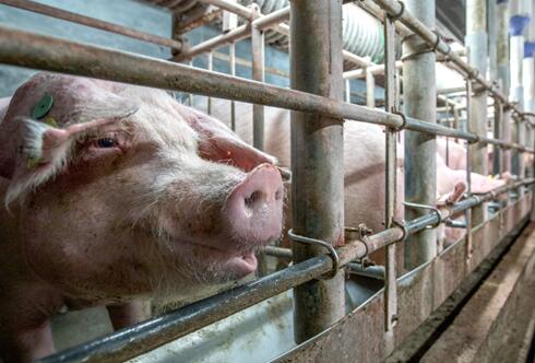 2021年01月31日全国各省市土杂猪生猪价格，猪价跌势缓缓来，过年猪价不再是高位？