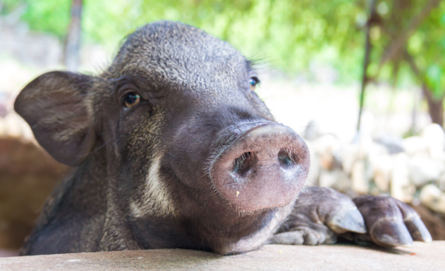 猪场最常见6种病的诊断和实用防治方法，每个都是精髓