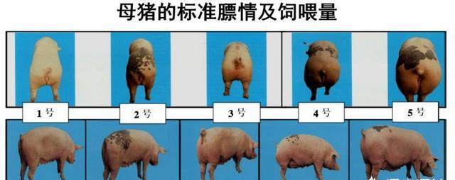 养殖户4步促进母猪配种成功率，母猪断奶后7天发情很轻松！