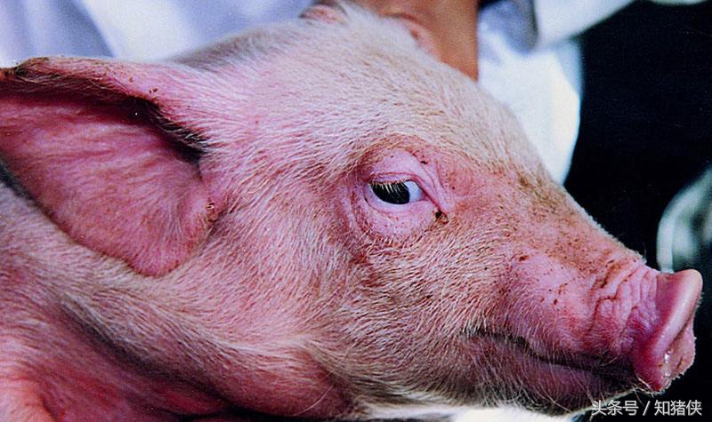 豬場最常見6種病的診斷和實用防治方法，每個都是精髓