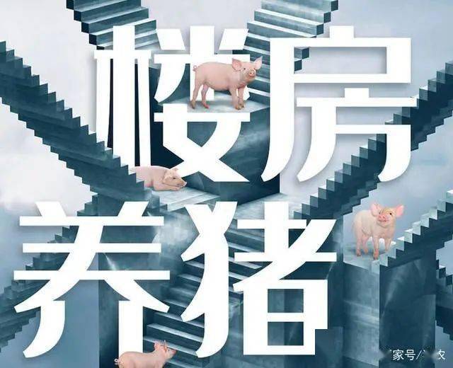 楼房养猪