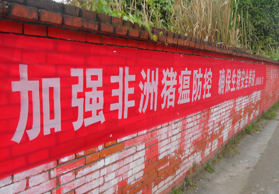 “假冒”非瘟疫苗频现，生物安全“无用”？养猪人到底要怎么做