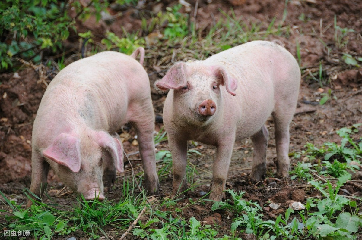猪吃什么长得最快？老猪农分享养猪猛长偏方，值得收藏