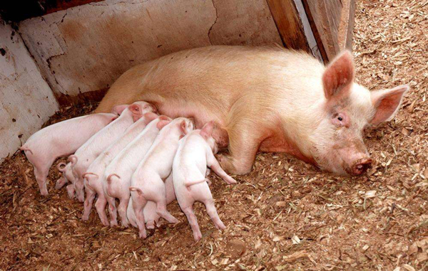 母猪生产应该怎么做？养猪户告诉你！