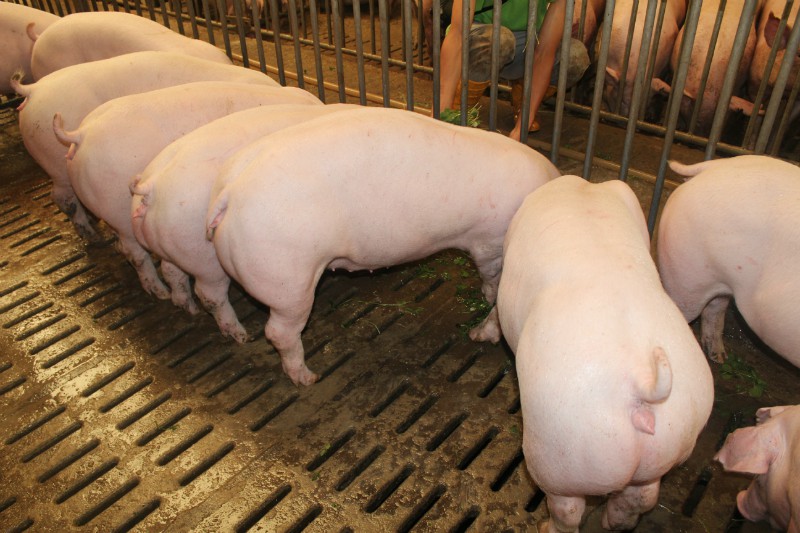 2021年02月03日全国各省市种猪价格报价表，二元母猪均价依旧在70元/公斤以上高位，一时难降！