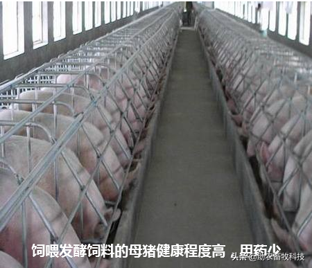 母猪饲喂部分发酵饲料好处多，自制发酵饲料操作简单成本低