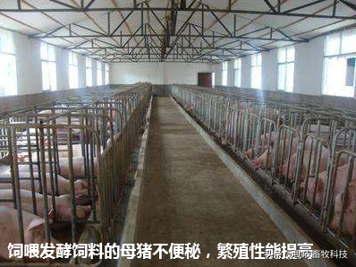 母猪饲喂部分发酵饲料好处多，自制发酵饲料操作简单成本低