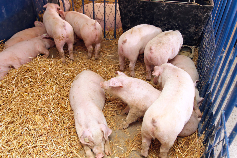 2月4日10公斤仔猪价格，仔猪死亡率增长，冬季仔猪管理如何做