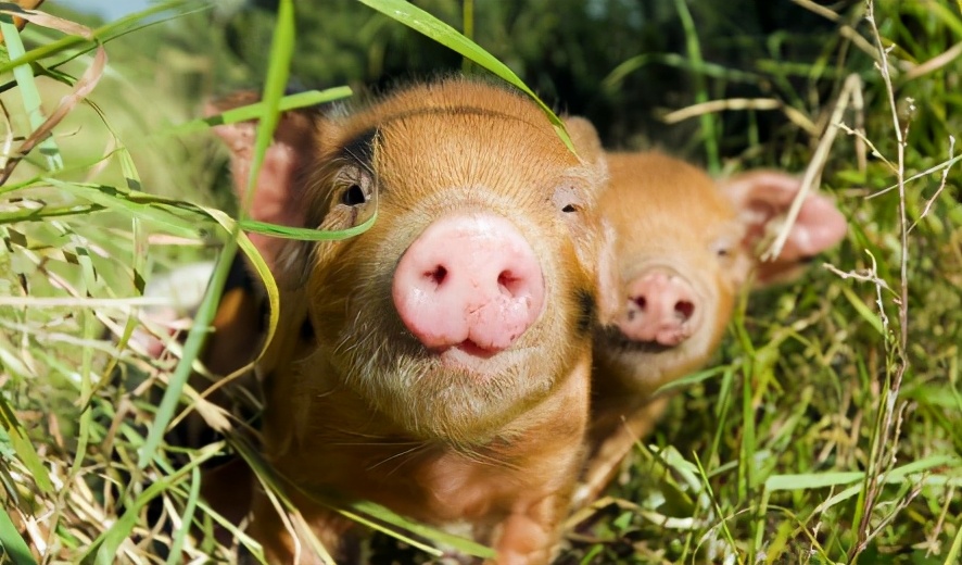 2月5日15公斤仔猪价格，小猪禁止入市，现在春节养好猪最重要
