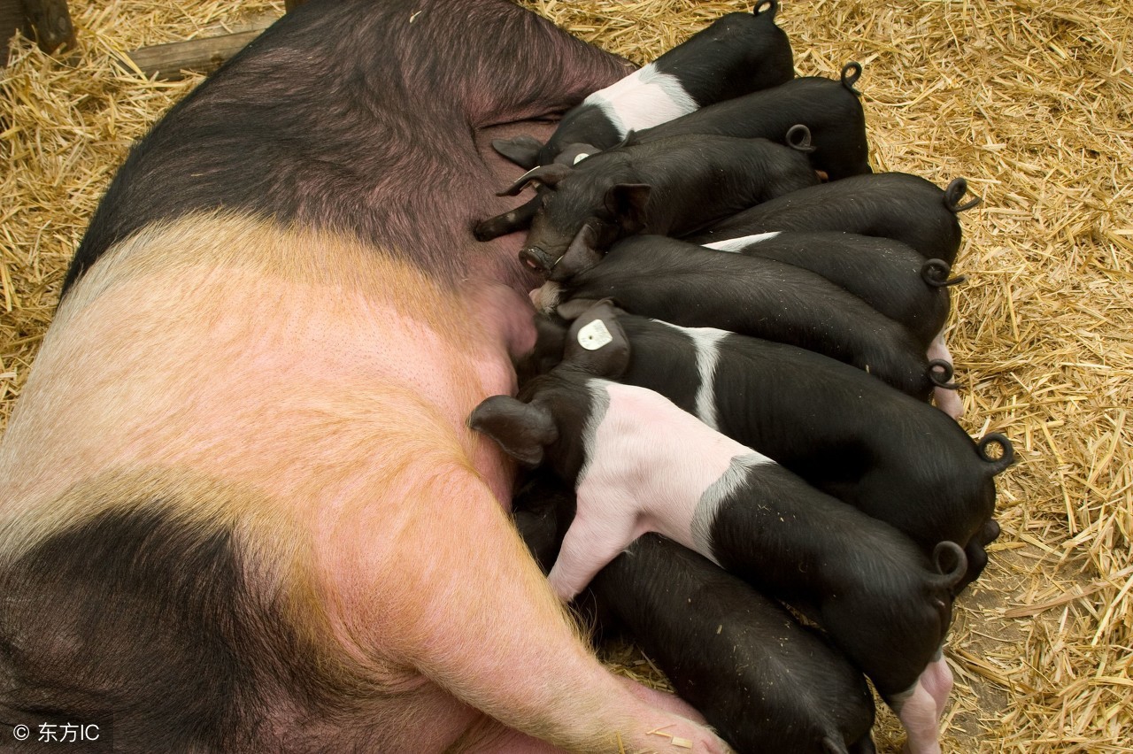 关于母猪保健的这几句话，能让养猪人受益匪浅