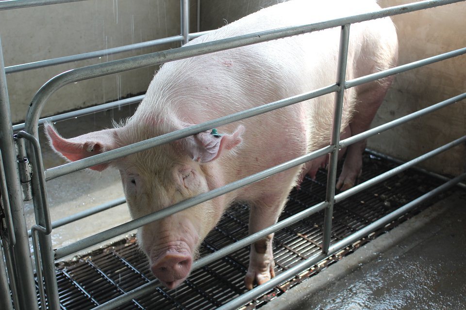 2021年02月05日全国各省市种猪价格报价表，北方疫病让母猪再受损失，母猪价格或再涨