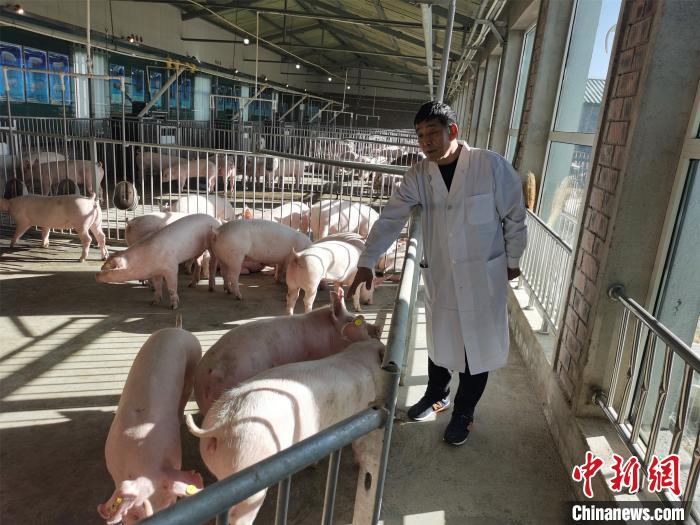 图为霍刚与种猪“交谈”。　李爱平 摄