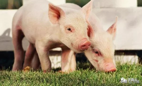學會這4個仔豬飼喂管理方法，讓你的仔豬成活率達到100%