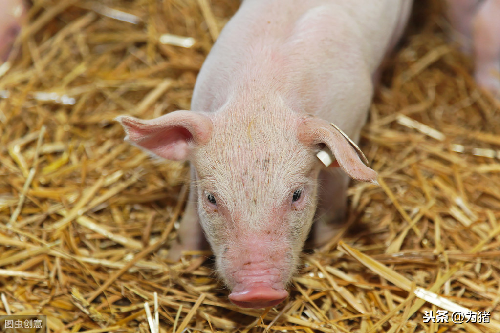 學會這4個仔豬飼喂管理方法，讓你的仔豬成活率達到100%