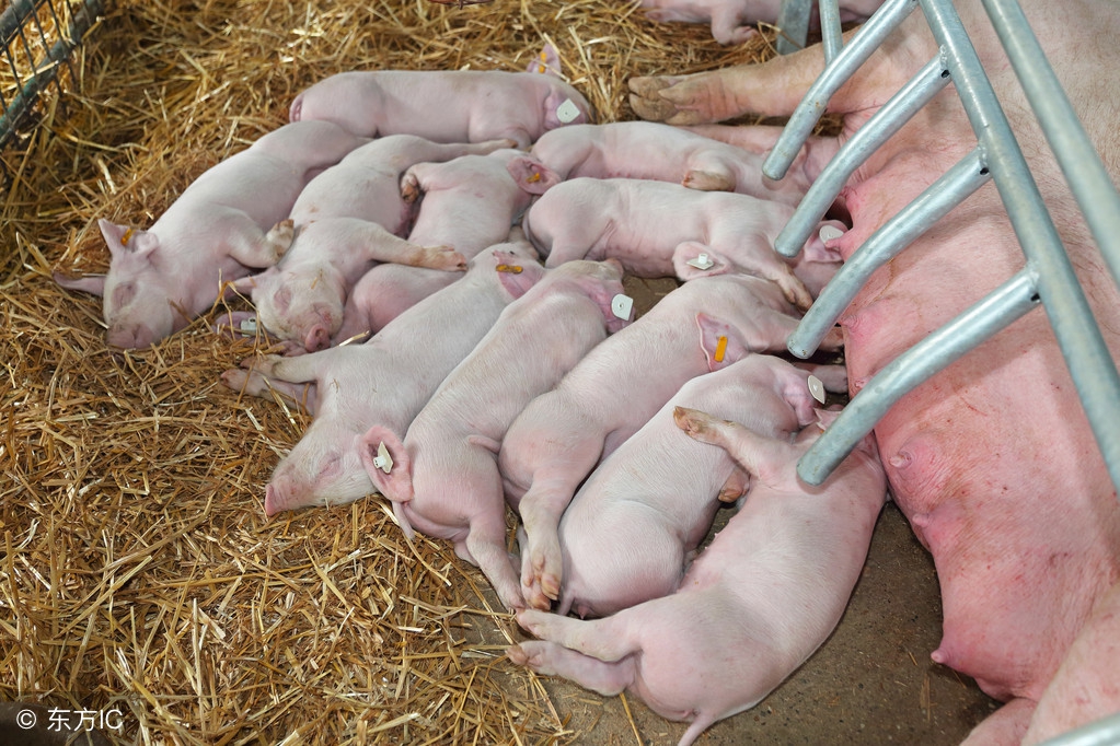 关于母猪保健的这几句话，能让养猪人受益匪浅
