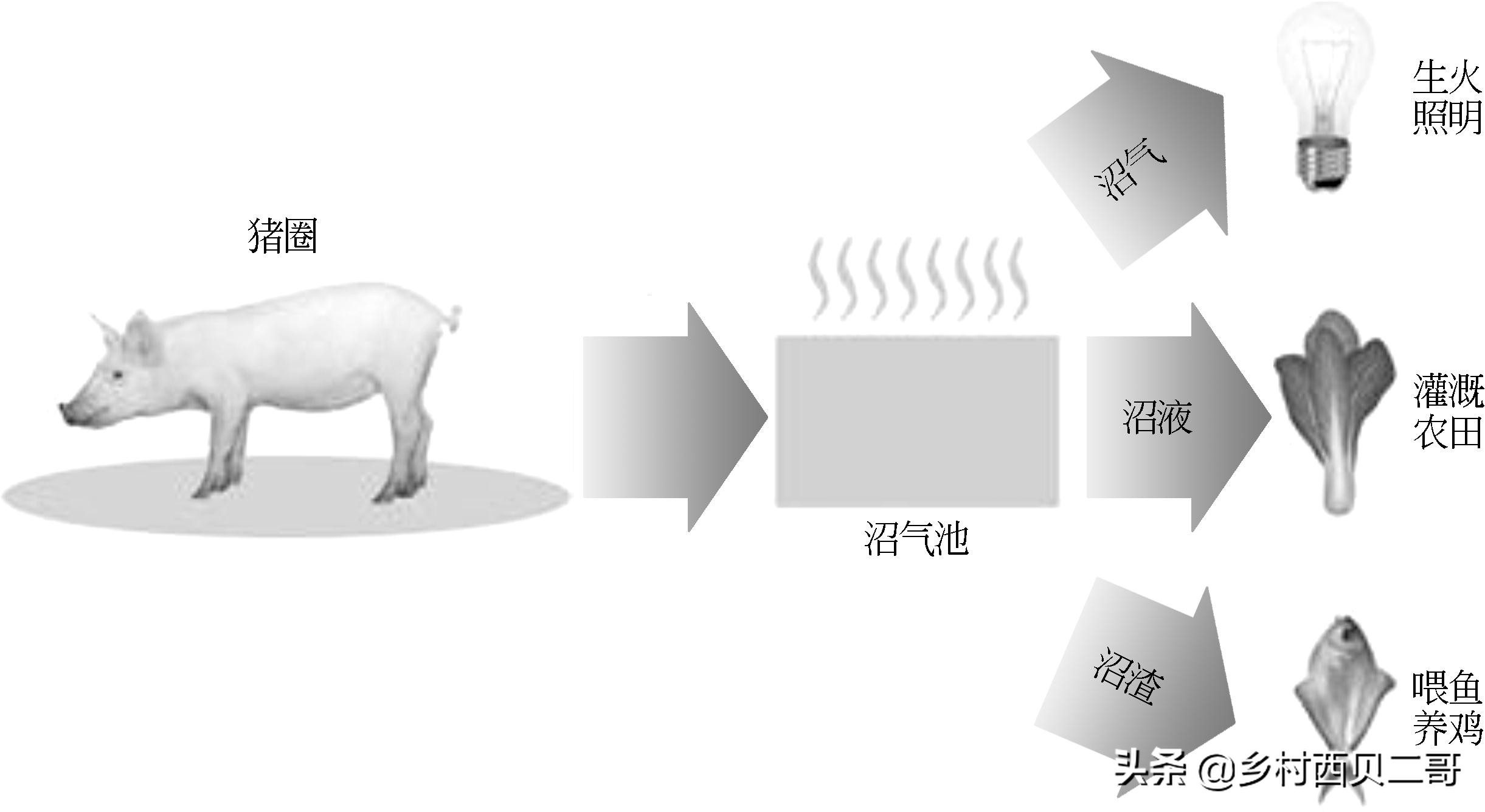 猪场生物安全与废弃物无害化处理，猪粪尿的无害化处理